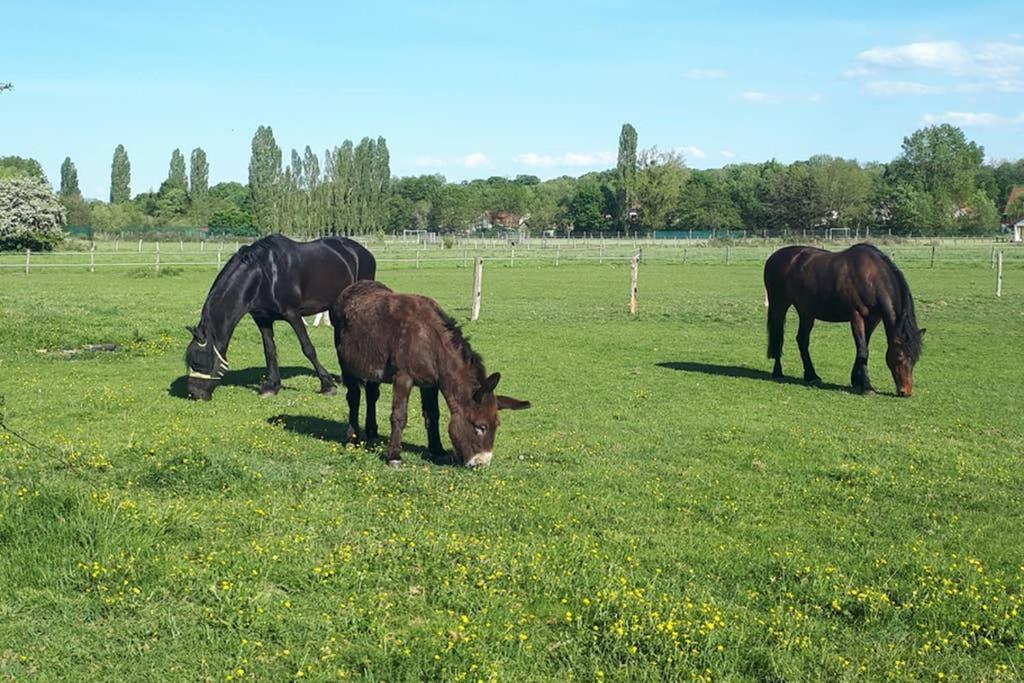 Gite "Le Platane" 45 M2 - Climatise Monswiller Zewnętrze zdjęcie