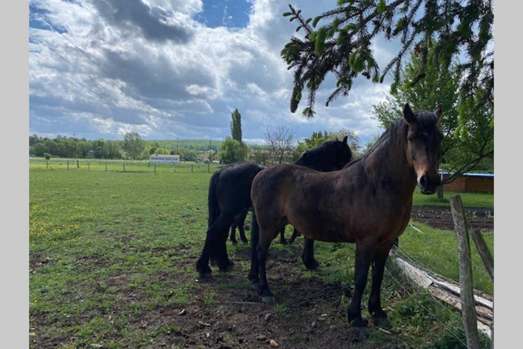 Gite "Le Platane" 45 M2 - Climatise Monswiller Zewnętrze zdjęcie