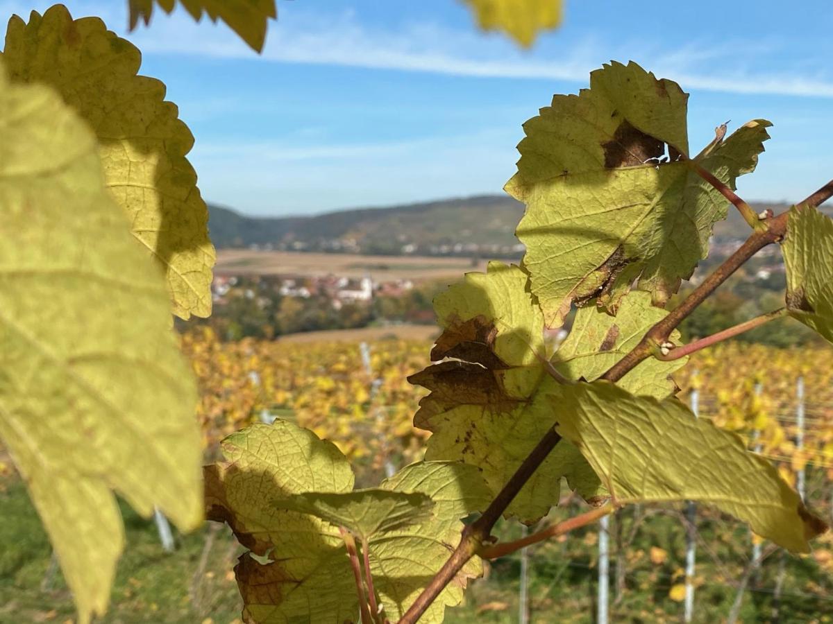 Gite "Le Platane" 45 M2 - Climatise Monswiller Zewnętrze zdjęcie
