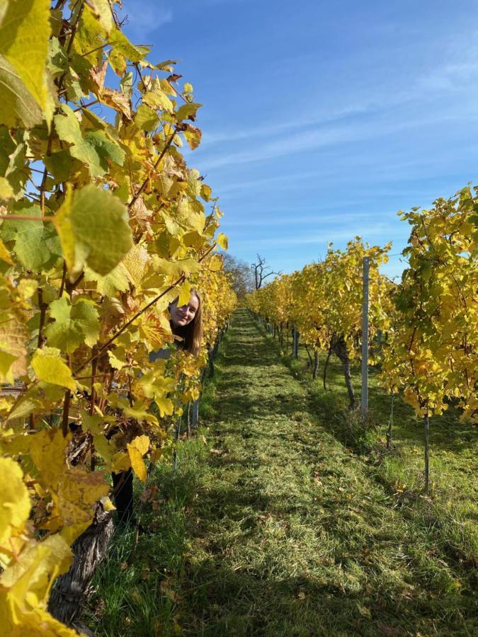 Gite "Le Platane" 45 M2 - Climatise Monswiller Zewnętrze zdjęcie